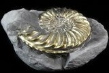 Pyritized Pleuroceras Ammonite - Germany #42750-1